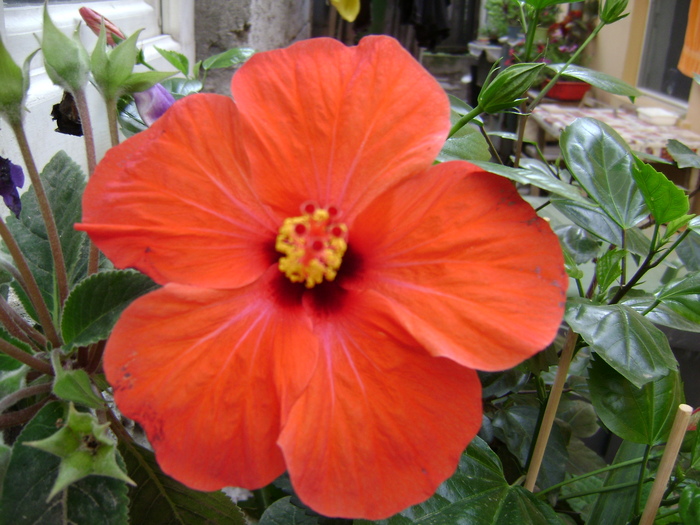 DSC04616 - hibiscus