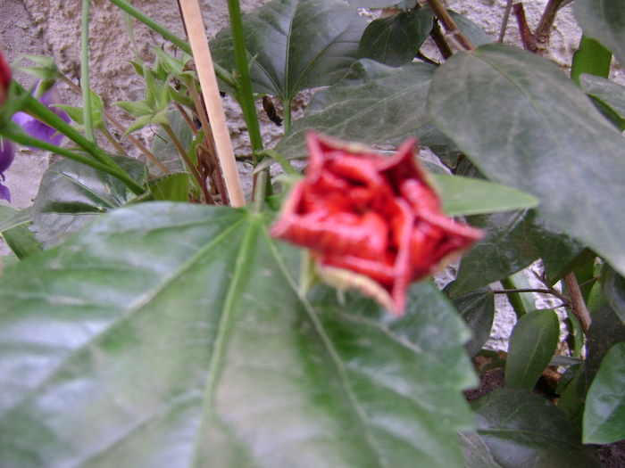 DSC04617 - hibiscus