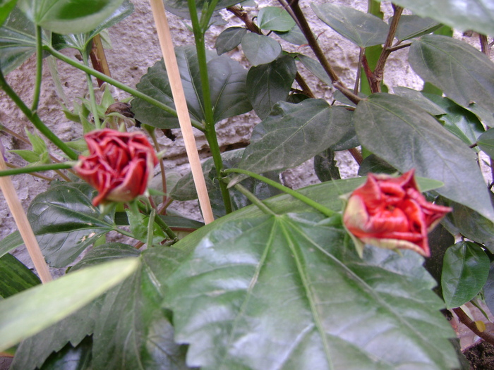 DSC04619 - hibiscus