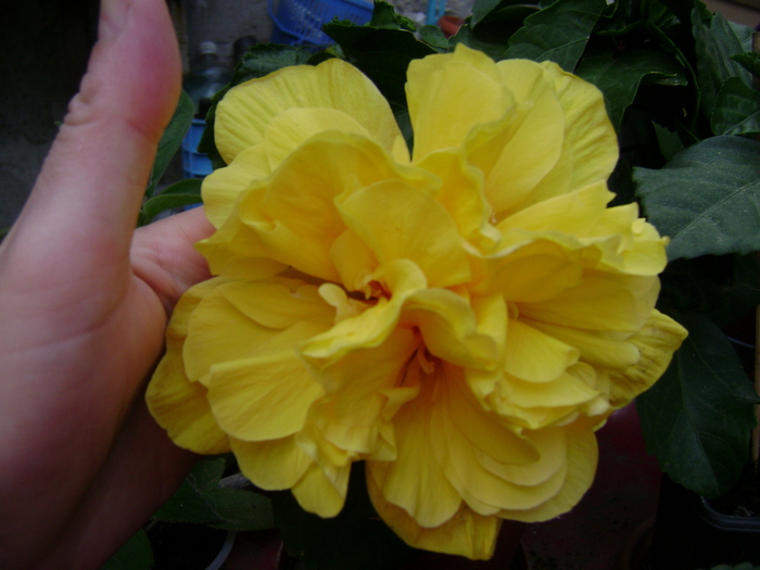 DSC04620 - hibiscus