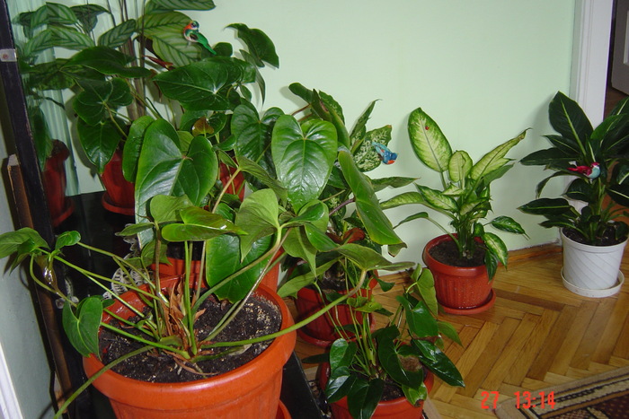 anthurium si diffenbachia