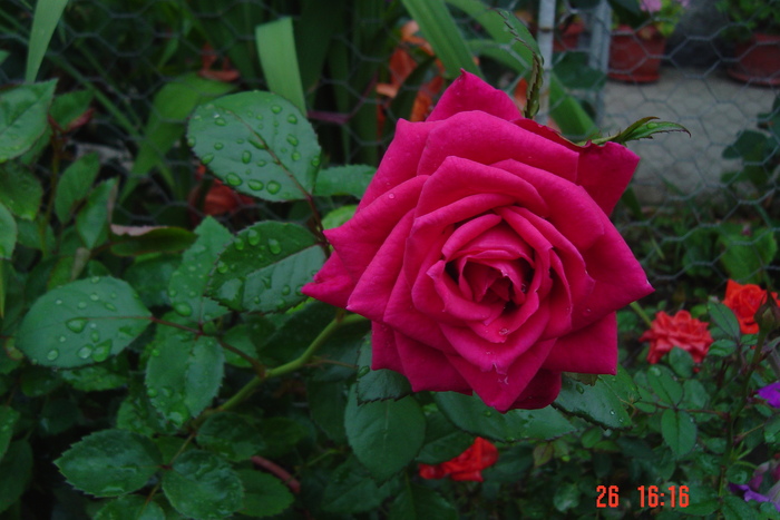 achizitie 2010 - trandafiri mini rosa