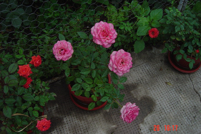 Picture 158 - trandafiri mini rosa
