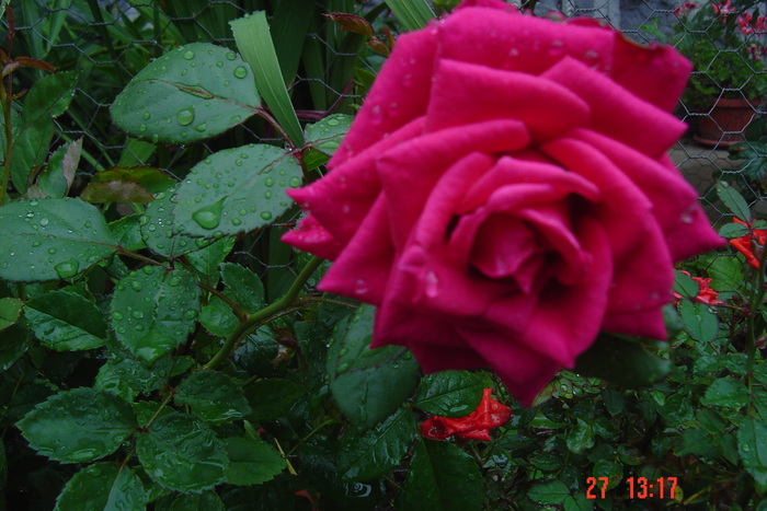 Picture 170 - trandafiri mini rosa