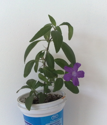 06 - FLORILE MELE DRAGI