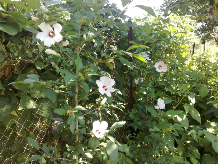 97 - Hibiscus Syriacus