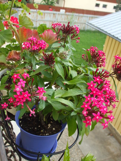 pentas lanciolata