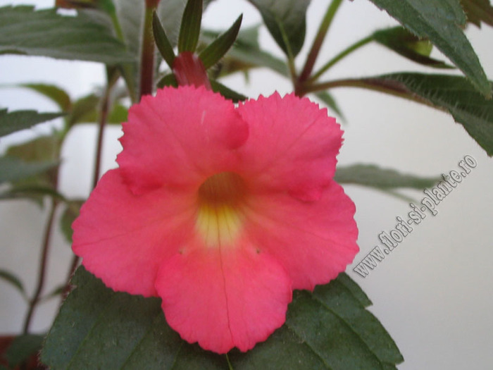 Achimenes Peach Glow 1