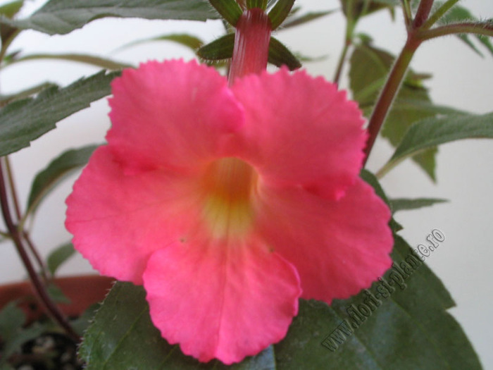 Achimenes Peach Glow 2