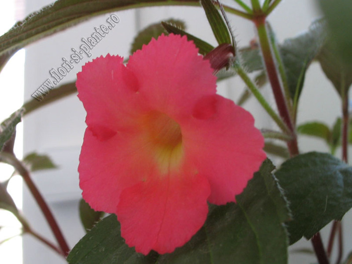 Achimenes Peach Glow 3 - ACHIMENES I