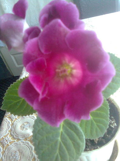 pierduta siclam s - gloxinia 2010