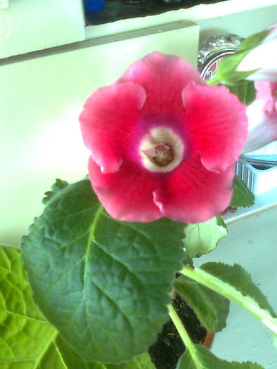 gloxi rosu cu margine roz - gloxinia 2010