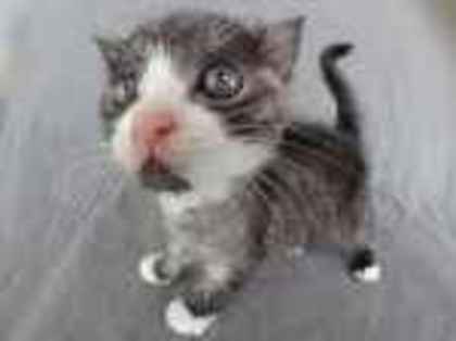 animale16 - animale haioase