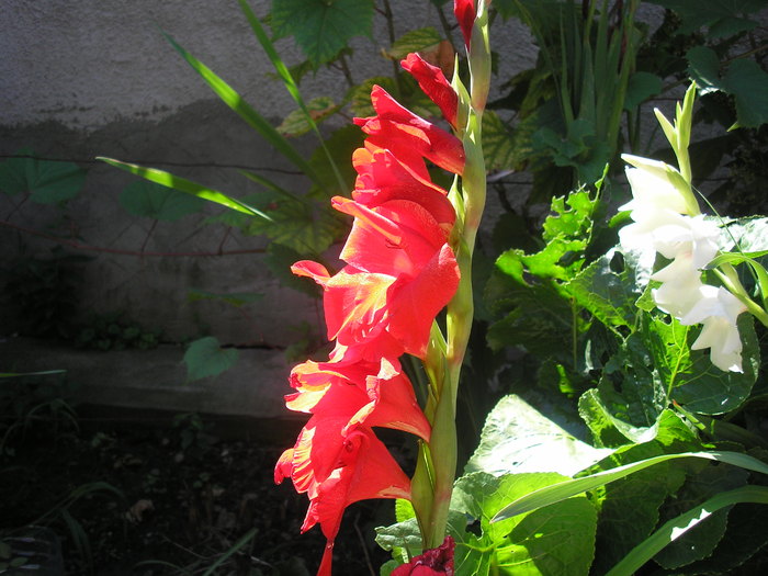 gladiola rosie - L-flori din curte