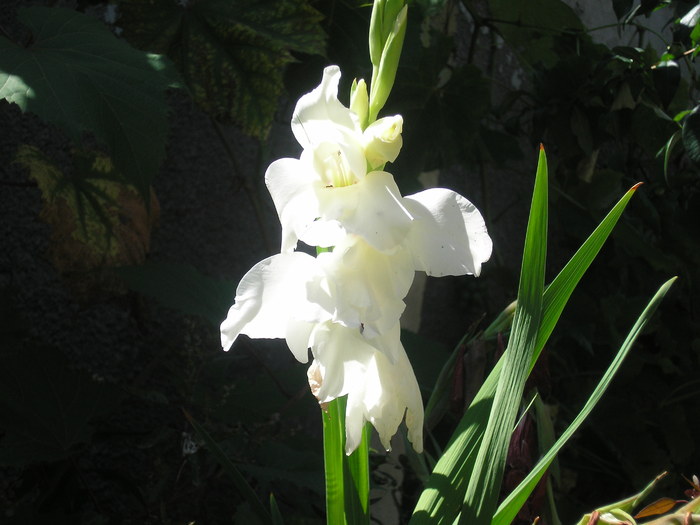 gladiola alba - L-flori din curte