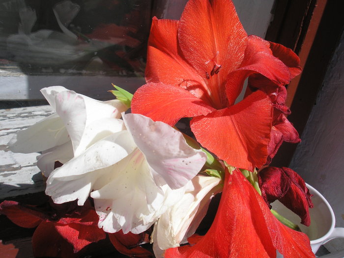 gladiole - L-flori din curte