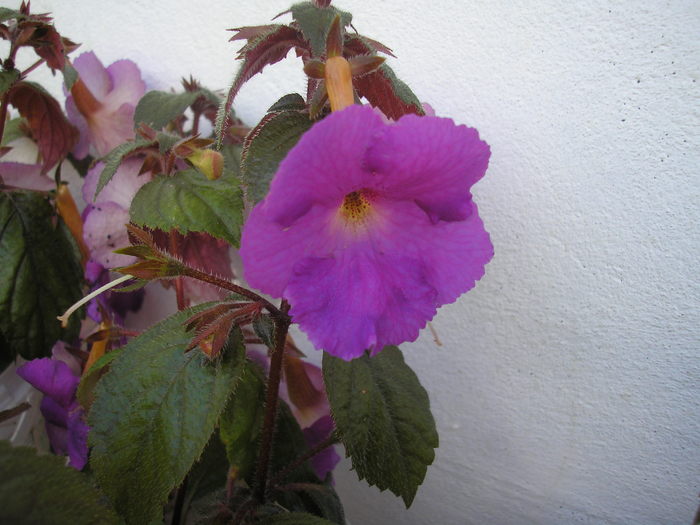 achimenes