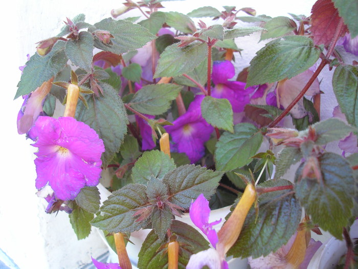 achimenes