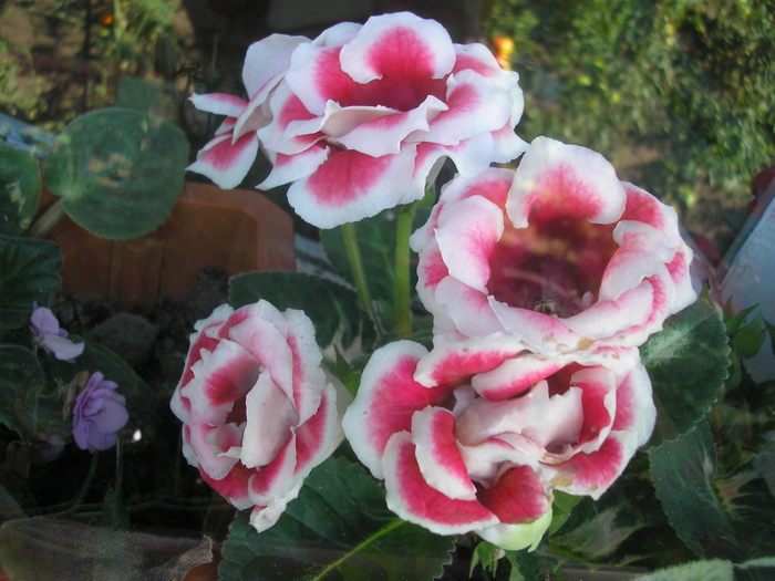 gloxinia - L-flori din curte