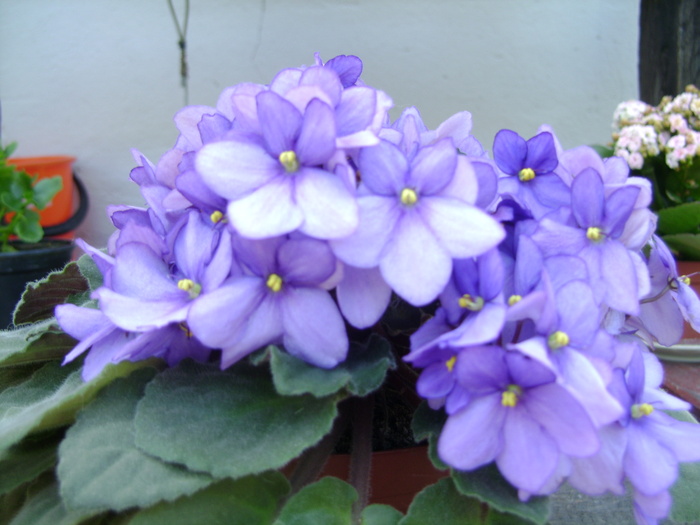 foto 179 - violete si gloxinii