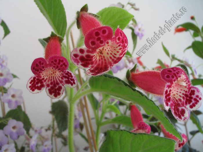 Kohleria Lucky Lucifer 15