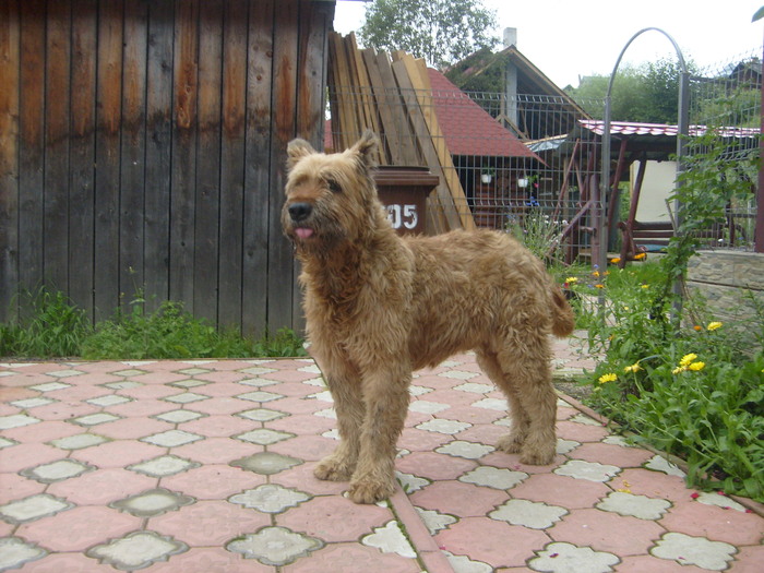 Ozy - Ciobanesc Briard - Paza si Protectie