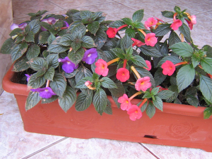 mix - ACHIMENES