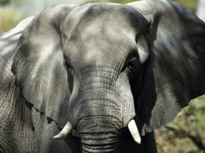 elefant - poze animale