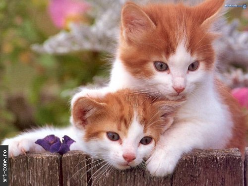 pisicii - poze animale