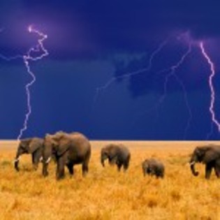elefanti in furtuna - poze animale