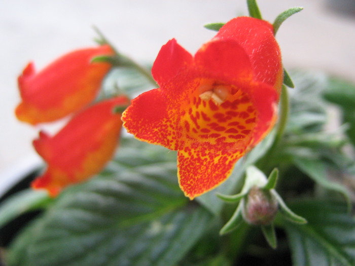 gloxinia Bolivian Sunset