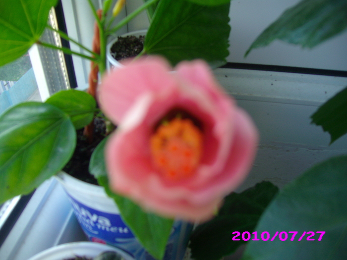IMG_7804 - hibiscus