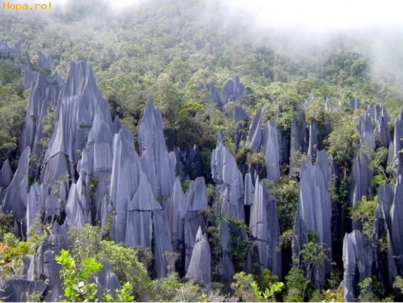 Stanci_pe_insula_Borneo_1235861884 - Insula Borneo-sarpele de peste 30m