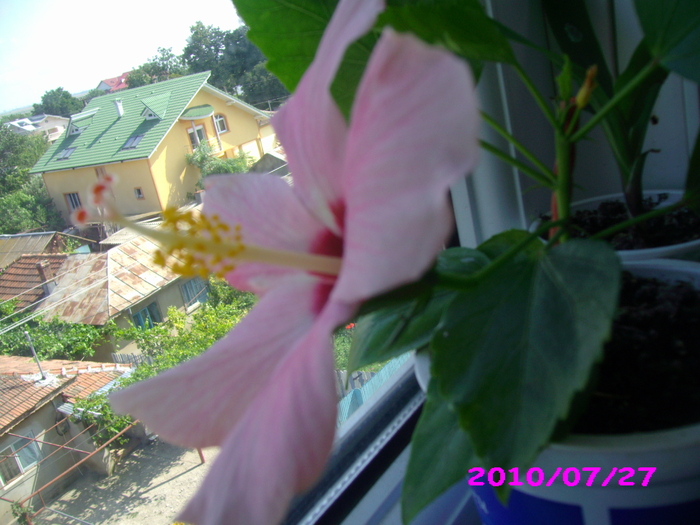 IMG_7808 - hibiscus
