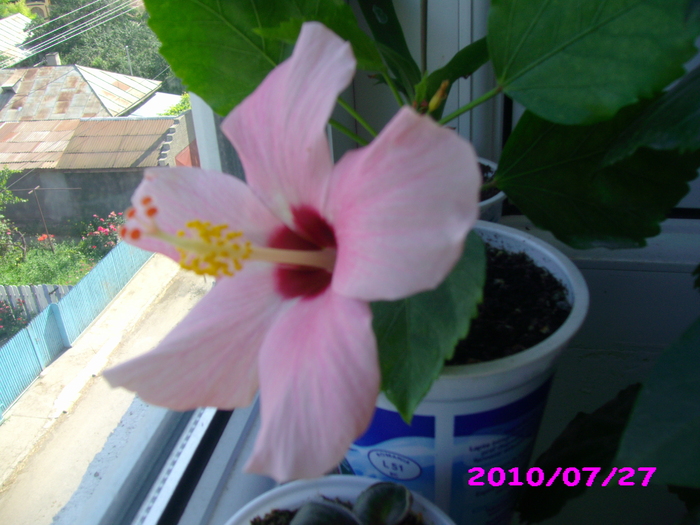 IMG_7809 - hibiscus