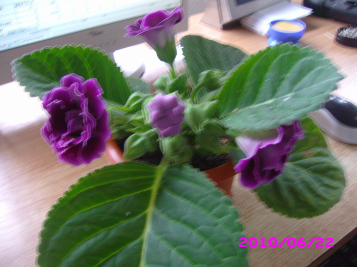 IMG_7720; mov batuta
