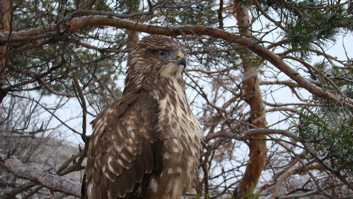 buteo buteo - 3 FOTOGRAFII DIN NATURA
