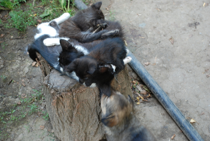  - ANIMALUTE