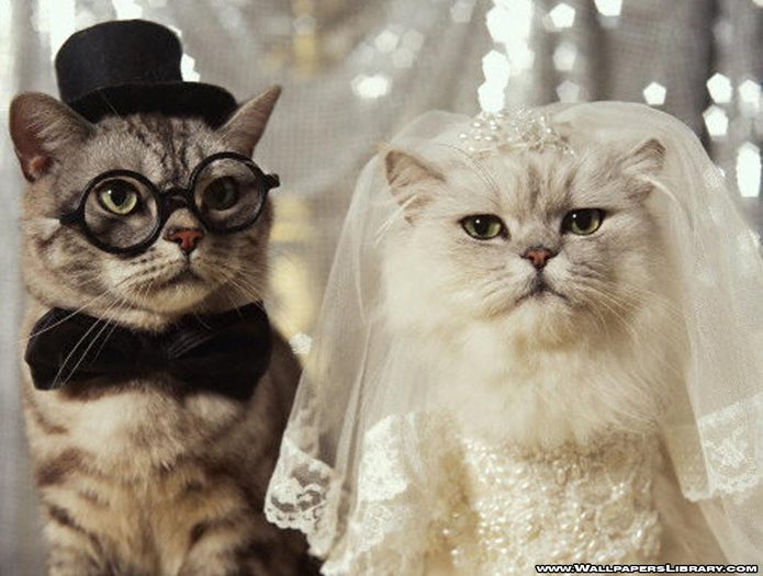 funny-cats-wedding-wallpaper - ceva haios