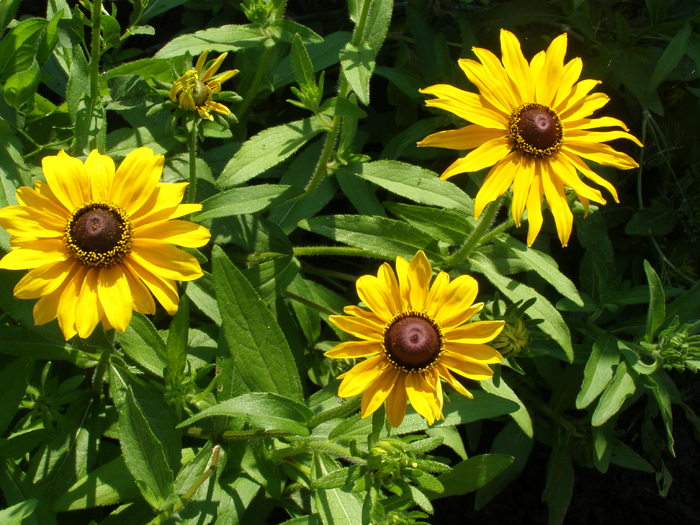 Rudbeckia Glor - Gradina