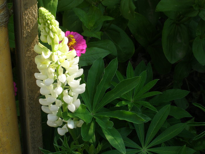 Lupin - Gradina