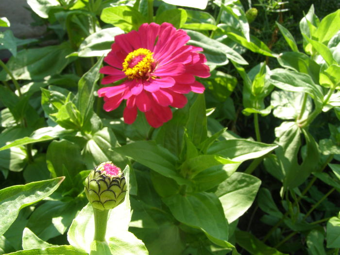 Zinnia - Carciumareasa - Gradina