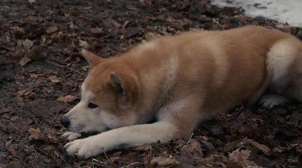 Hachi_1258740304_4_2009 - filmul hachi poze