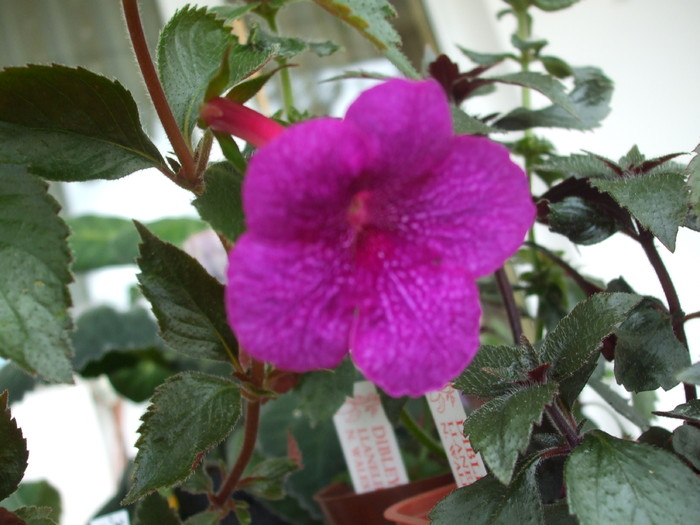 DSCF7898 - achimenes