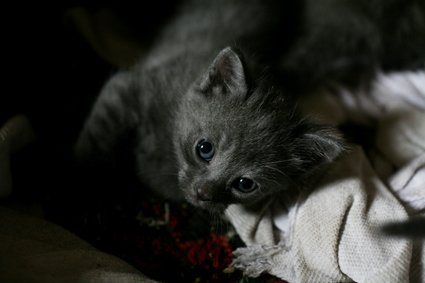 5 pisi 1 - Pisica albastru de rusia