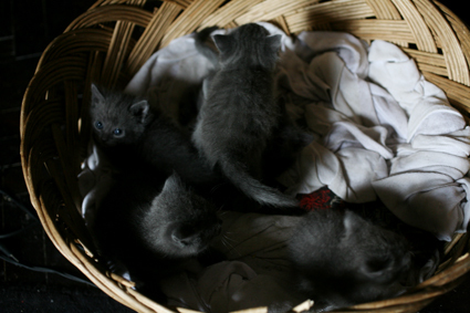 5 pisi 2 - Pisica albastru de rusia