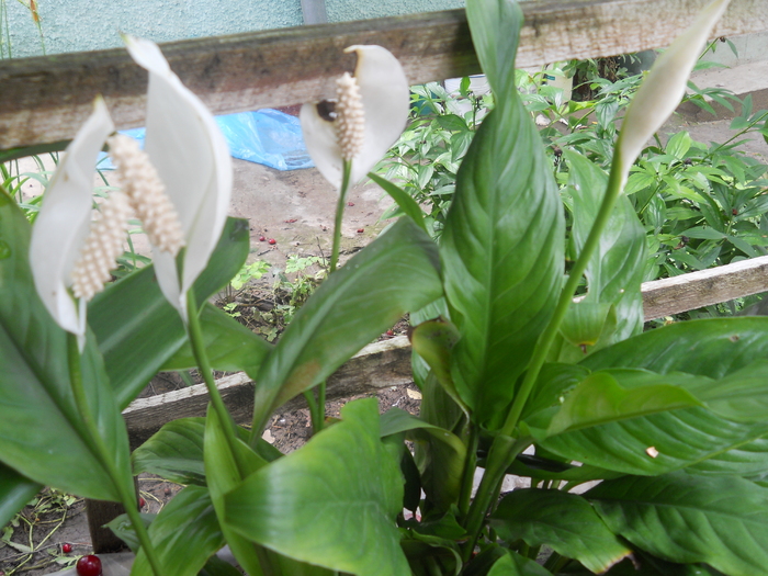 crinul pacii-spathiphyllum - 4  Flori vara 2010