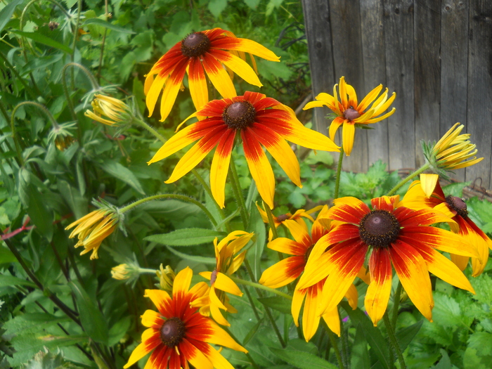 rudbeckia - 4  Flori vara 2010