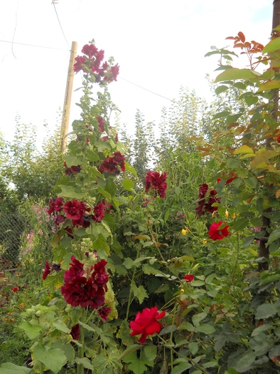 nalba - 4  Flori vara 2010