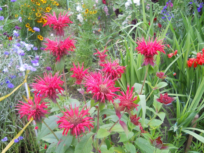 monarda - 4  Flori vara 2010